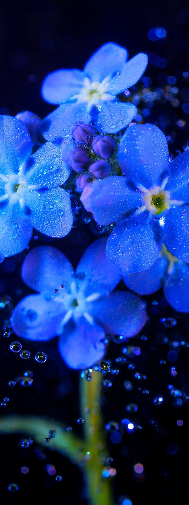 Forget Me Nots